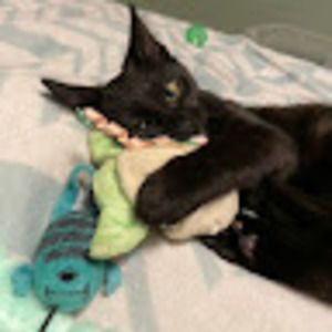 Meet your Posher, Molly